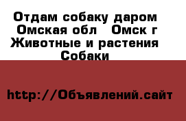 Отдам собаку даром - Омская обл., Омск г. Животные и растения » Собаки   